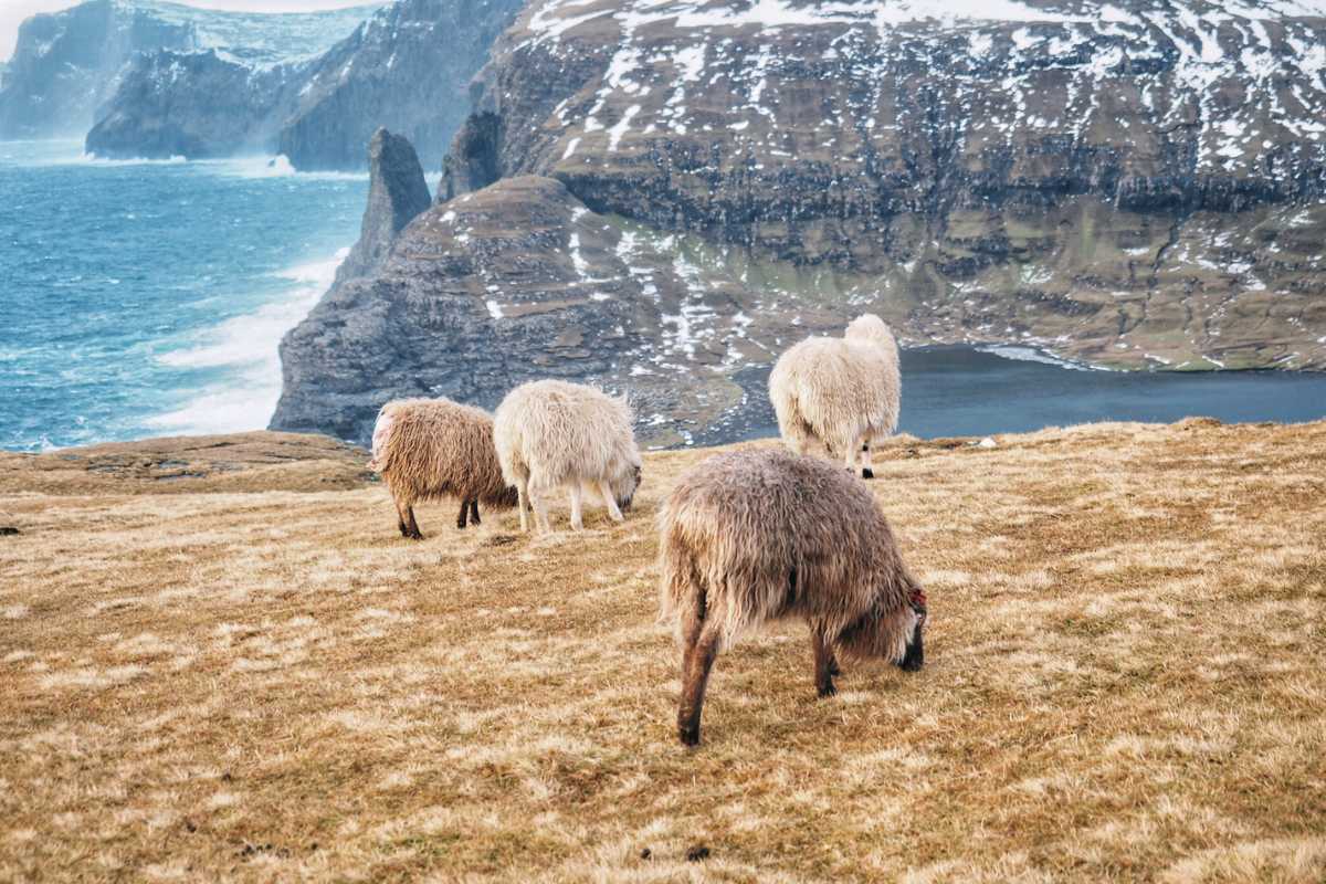 Faroe Islands Experiences